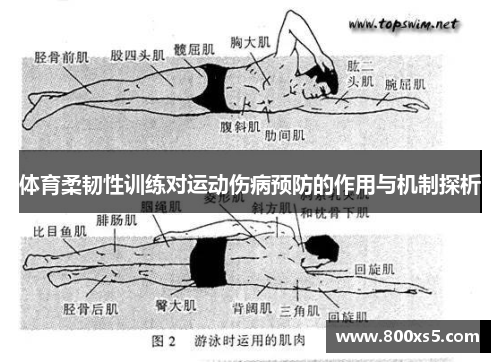 体育柔韧性训练对运动伤病预防的作用与机制探析